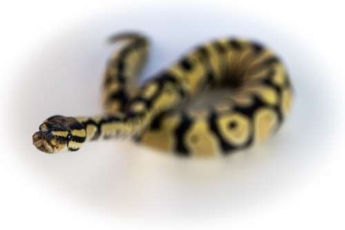 Ball Python Snake Reptile Orange Dream Desert Ghost