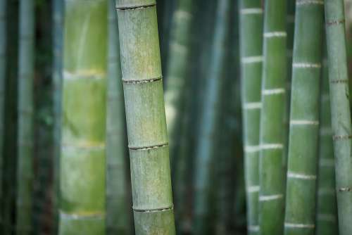 Bamboo Green Nature Plant Forest Exotic Reed