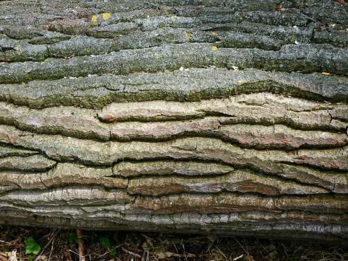 Bark Tree Wrinkled Wood Trunk Texture Forest