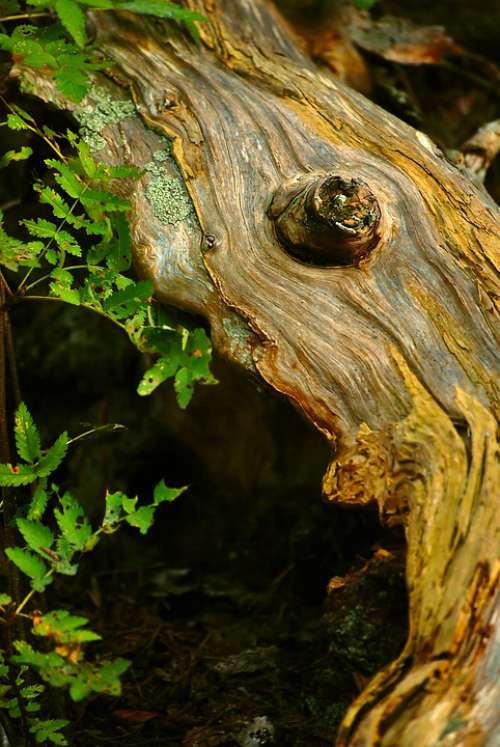Bark Wood Stump Nature Forest Closeup Plants