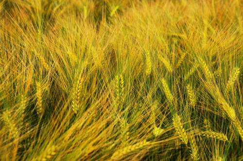 Barley By Chaitanya K Grain Wind In The Morning