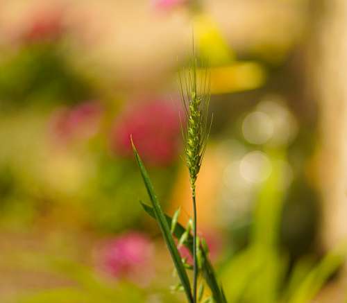 Barley Cereal Agriculture Grain Food Crop Summer