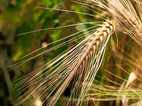 Barley Ear Awns Ripe Grains Cereals Cornfield