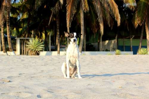 Beach Dog Palm Sand Animal Pet Canine Puppy