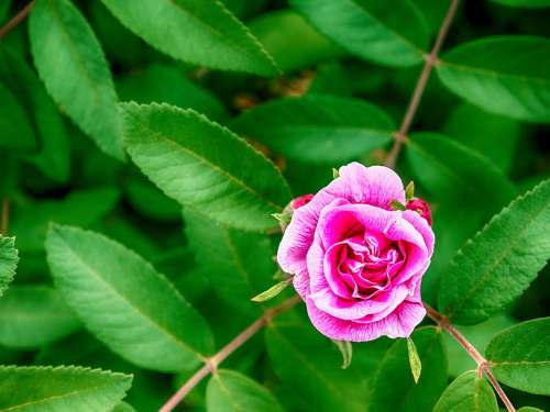 Beautiful Wallpaper Rosa Flower Spring Love
