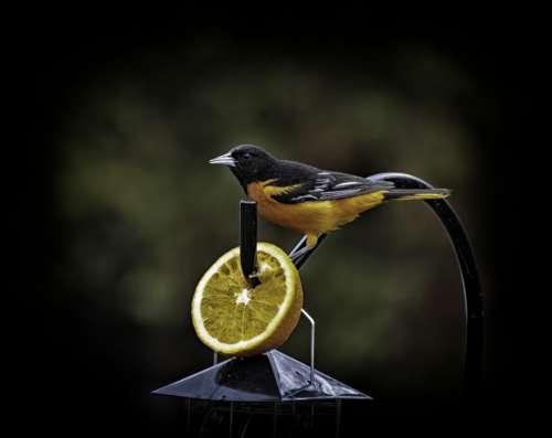 Beautiful Bird Beauty Shows Orange Slices