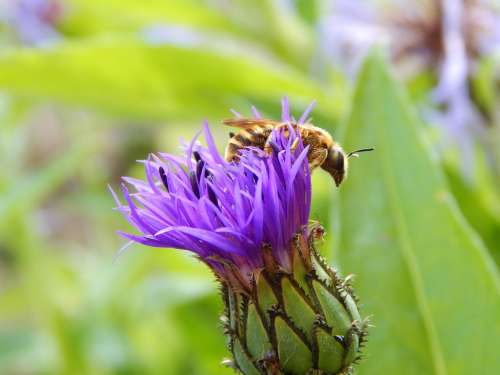 Bee Blossom Bloom Garden Furrow Bee