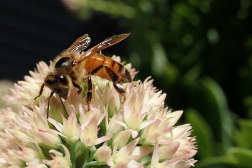 Bee Insect Flower Sedum Pollen Garden Nature