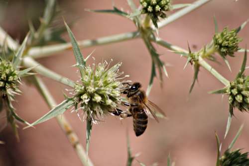 Bee Symbiosis Honey Encounter Insect Beauty Wild