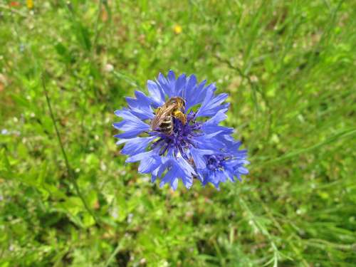 Bee Pollen Cornflower Meadow Insect
