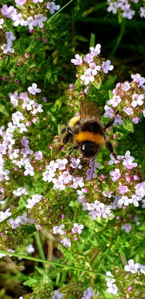 Bee Bumblebee Insect Nature Blossom Pollination