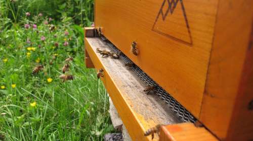 Bee Beehive Beekeeper