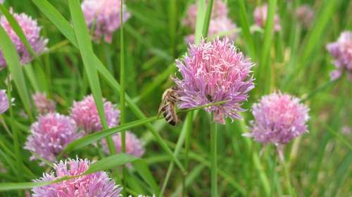 Bee Chives Herbs Meadow