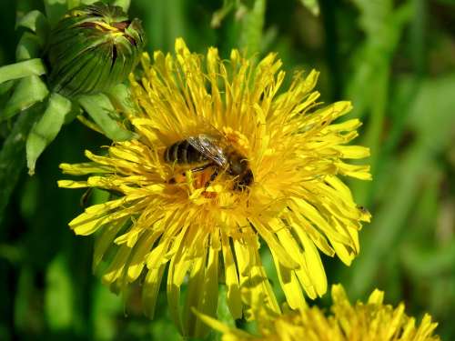 Bee Dandelion Flower Insect Pollen Nectar Nature