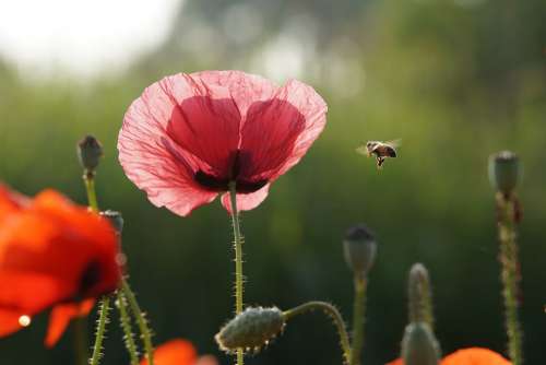 Bee Flower Summer Poppy Nature Garden Plants