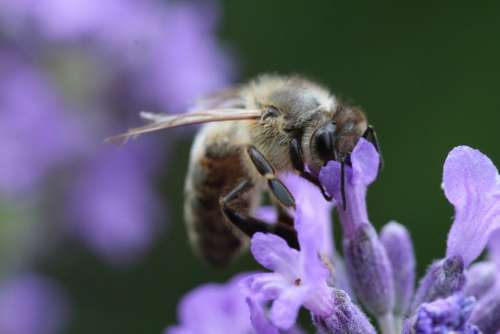 Bee Blossom Bloom Lavender Insect Macro Close Up