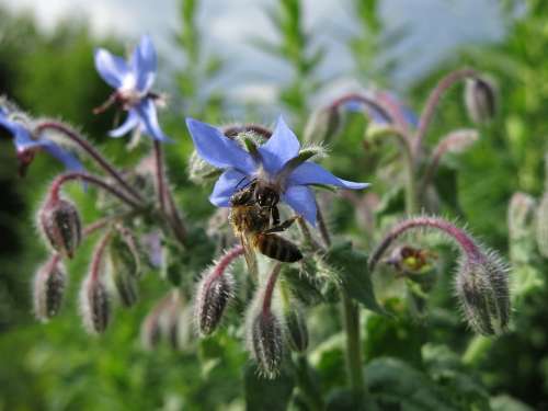 Bee Borage Cucumber Herb Nature Borretschblüte