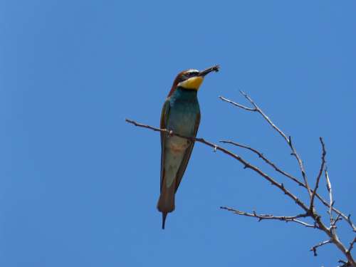 Bee-Eater Insectivorous Branch Colors Bird Bee