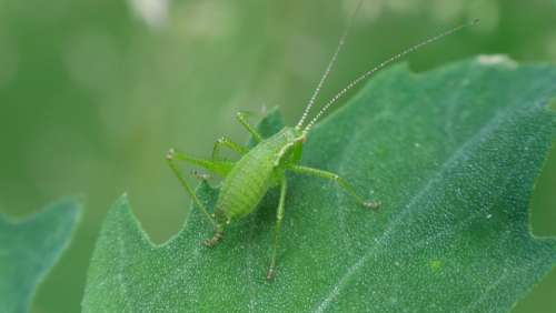 Beetle Green Sheet Bug Nature Animals Colorful