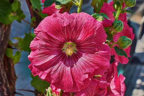 Bell Red Garden Plant Flowering Bells