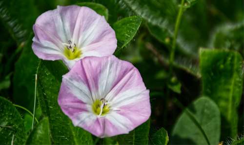 Bindweed Flower Pink Blossom Bloom White Winds