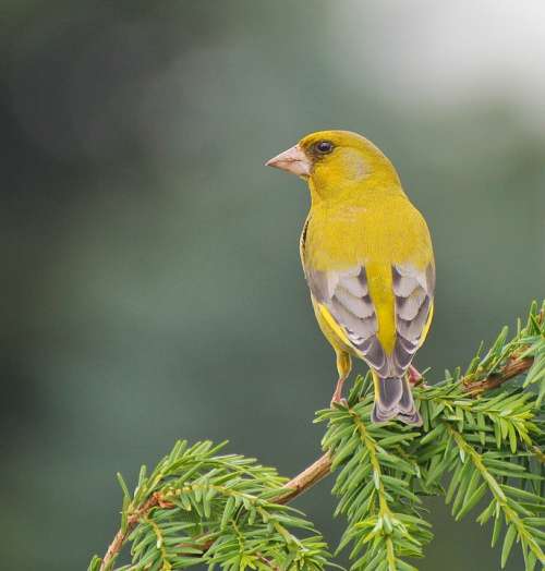 Bird Animal Yellow Nature Tree