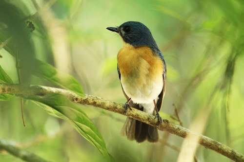 Bird Wildlife Nature Animal Outdoors Wild Feather