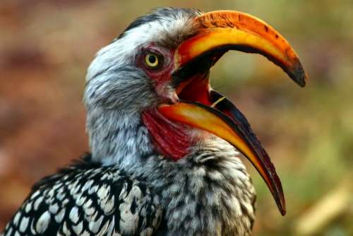 Bird Safari Animal World South Africa Hornbill