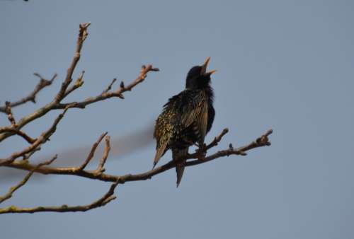Bird Star Nature Occurs Songbird Sitting Spring