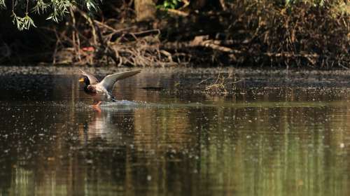 Bird Lake Flight Waters Waterfowl Nature Water