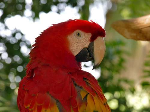 Bird Scarlet Macaw Animal Red Feather Parrot