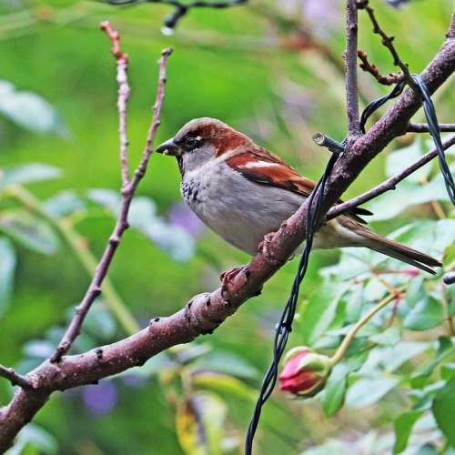 Bird Sparrow Perched Tree Wildlife Garden Nature