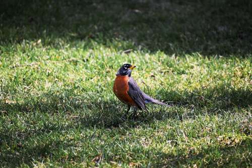 Bird Robin American Robin Nature Songbird Animal