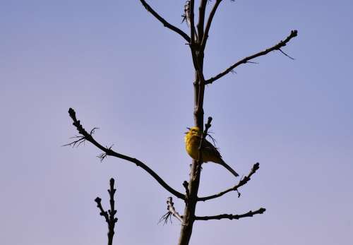 Bird Yellowhammer Songbird Nature Tree Spring