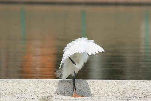 Bird Little Egret White Feathers Water Parasol