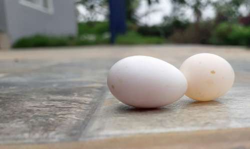 Bird Eggs Birds Egg Eggs Spring Chicks Nest Egg