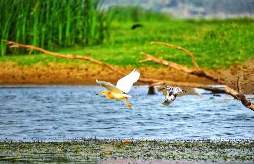 Birds Kingfisher Egret Flying Water Wildlife