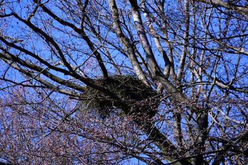 Bird'S Nest Treetop Spring Nature Nest