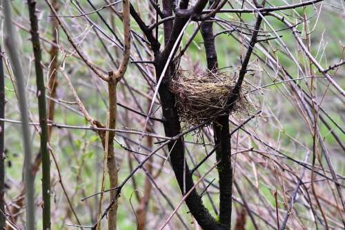 Bird'S Nest Shrubs Nest Nature Spring Hatch