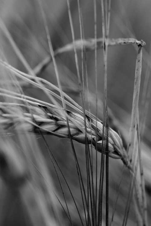 Black And White Barley Wheat Farmer Field