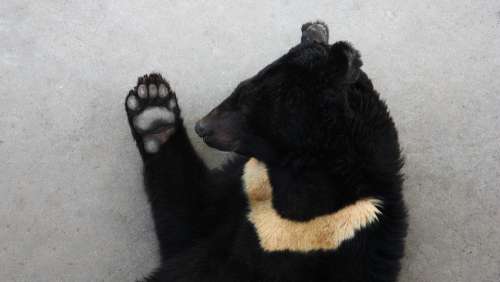 Black Bear Asian Black Bear On The Bear
