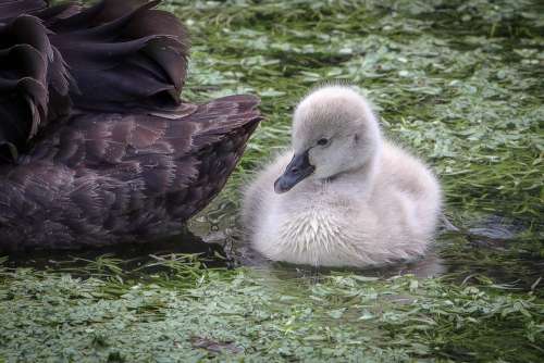 Black Swan Mourning Swan Water Bird Elegant Chicks