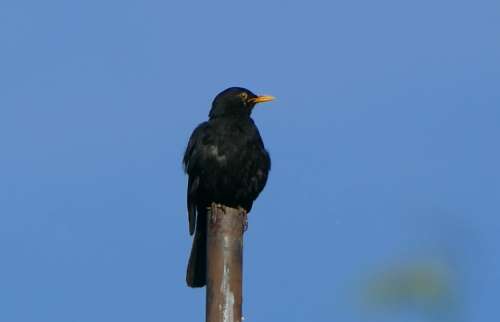 Blackbird Nature Close Up Bird