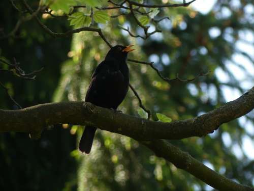 Blackbird Bird Songbird Nature Tree Wild