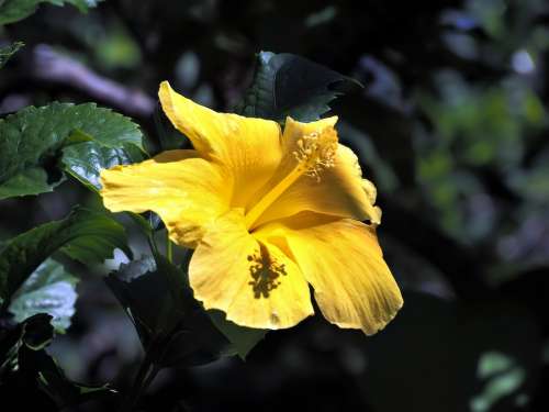 Blooming Yellow Flower Season Plant Outdoor Blossom