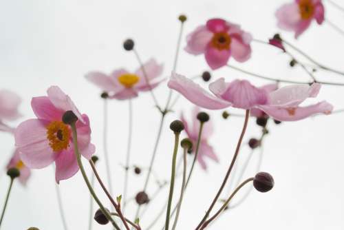 Blossom Bloom Pink Flower Fall Anemone
