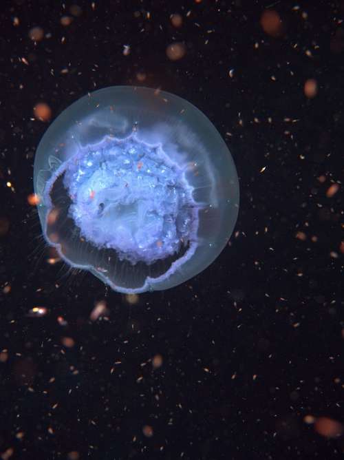 Blub Jelly-Fish Medusa Nettle-Fish Seajelly