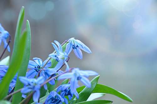 Blue Flowers Blossom Flora Plant Spring