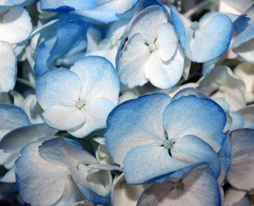 Blue Hydrangeas Flower Blue Petals Nature