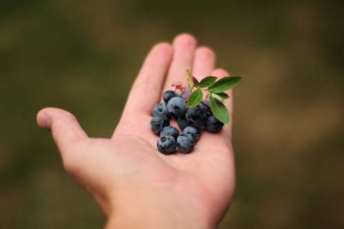 Blueberries Blue Berries Hand Holding Food Food